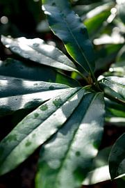 natuur, groene plant in het zonlicht, botanische kunst van Karijn | Fine art Natuur en Reis Fotografie