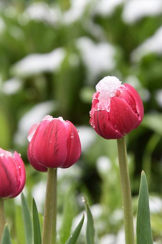 Tulpen im Garten im Frühling