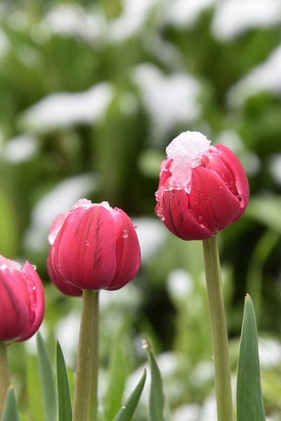 Des tulipes au jardin au printemps par Claude Laprise