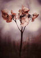 Hortensie im Winter