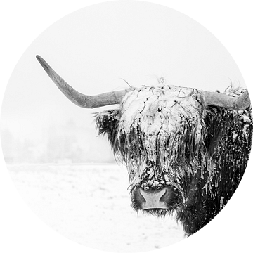 Schotse hooglander in de sneeuw van Edwin Muller