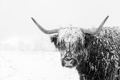 Schotse hooglander in de sneeuw
