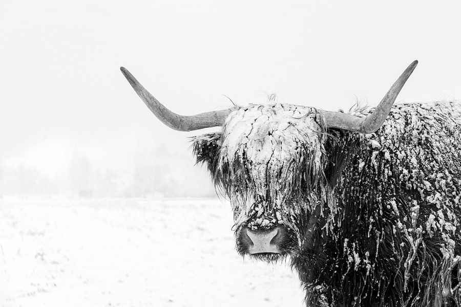 Schotse hooglander in de sneeuw