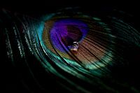 Through the eye of a peacock feather