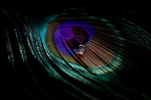 Through the eye of a peacock feather by Marieke Tegenbosch