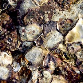 abandoned by frederike simons