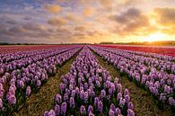 Bloeiende Hyacinthen van Martijn van der Nat thumbnail