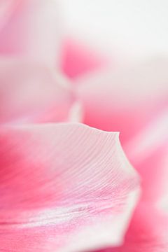 Roze tulp van Evelien IJpelaar