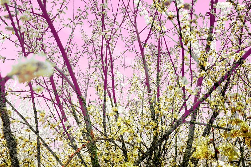 Pink Willow par Sonja Pixels