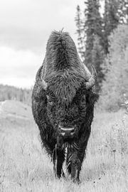 Bison sur Jan-Willem Mantel