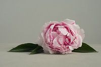 Lying peony