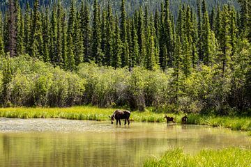 Cow moose with calves in the Alaskan wilderness by Roland Brack
