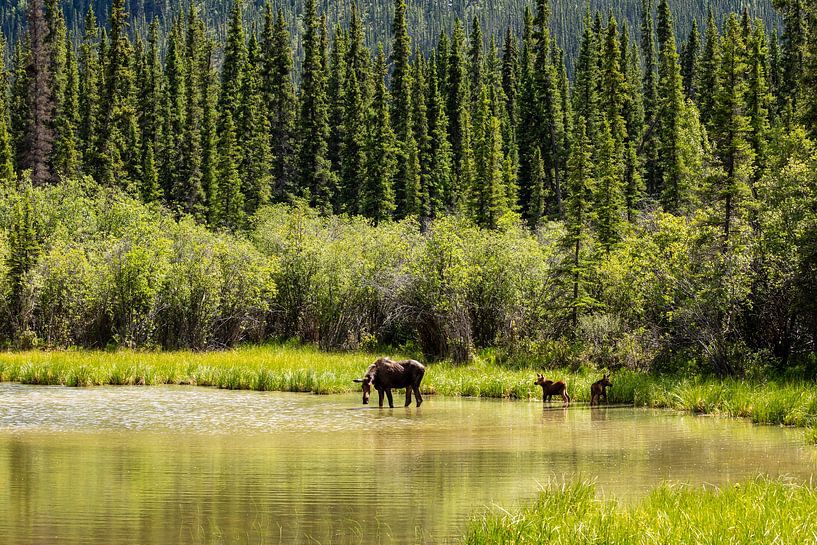 Elchkuh mit Kälbern in der Wildnis Alaskas von Roland Brack