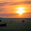 Four Cows Graze by Martijn Tilroe
