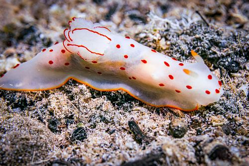 Mooie zeeslak, Rode Zee, Egypte