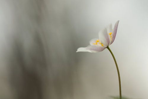 Bosanemoon - Anemone nemorosa