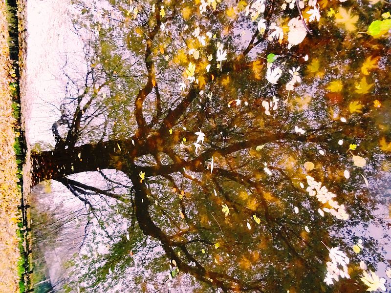 Tree Magic 145 von MoArt (Maurice Heuts)