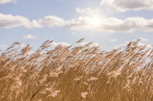 Reeds and sky, Dutch landscape