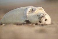 Bébé phoque gris sur la plage de la mer des Wadden en hiver.