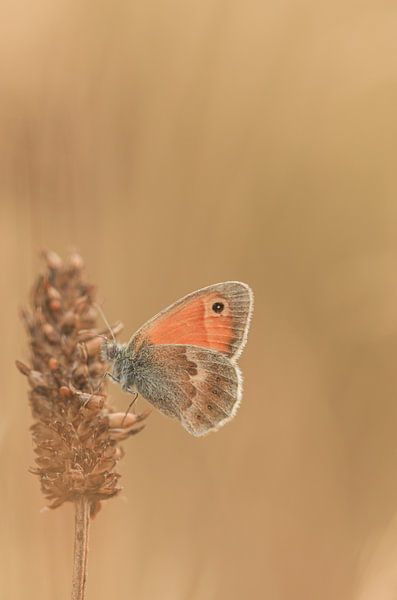 Hooibeestje par Gert Beltman