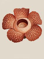 Exotische Rafflesia Tropische Botanische Dschungel Kunst