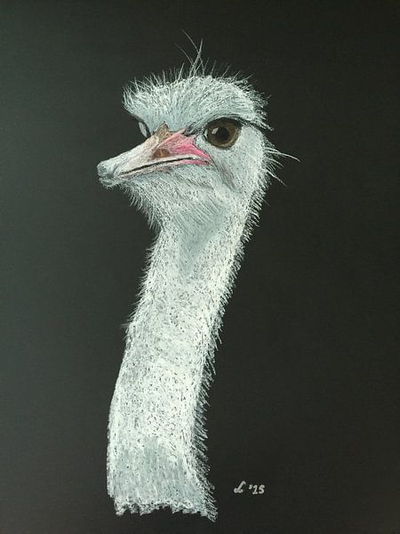 Struisvogel par Ellen Winder