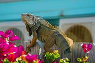 USA, Florida, Close up side view on a huge lizard, Iguana by adventure-photos thumbnail