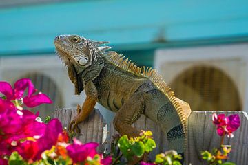 USA, Florida, Close up side view on a huge lizard, Iguana by Simon Dux