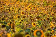 Zonnebloemen van Friedhelm Peters thumbnail