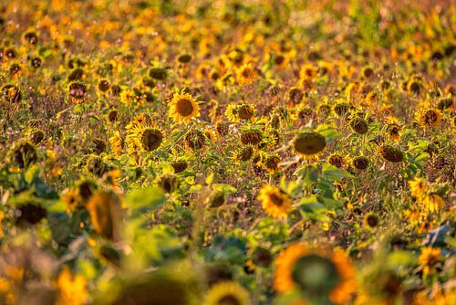 Zonnebloemen