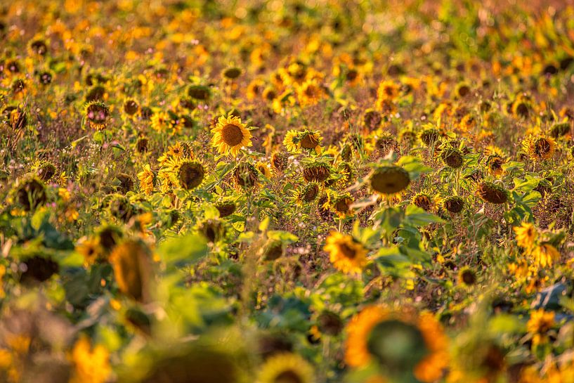 Zonnebloemen van Friedhelm Peters