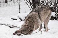 De roofzuchtige en hebzuchtige wolf knaagt met een wolfgebaar (wolfstand) gretig aan een stuk vlees, van Michael Semenov thumbnail