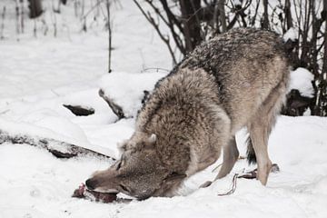 Der räuberische und gierige Wolf nagt eifrig an einem Stück Fleisch, das sich mit einer Wolfsgeste ( von Michael Semenov