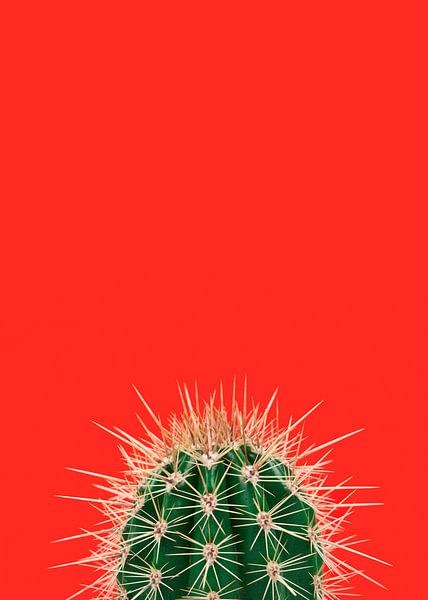 Groene cactus in het rood van Elles Rijsdijk