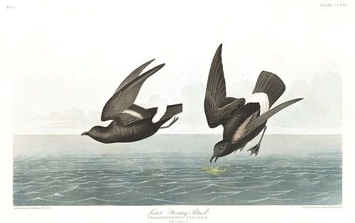 Vaal Stormvogeltje