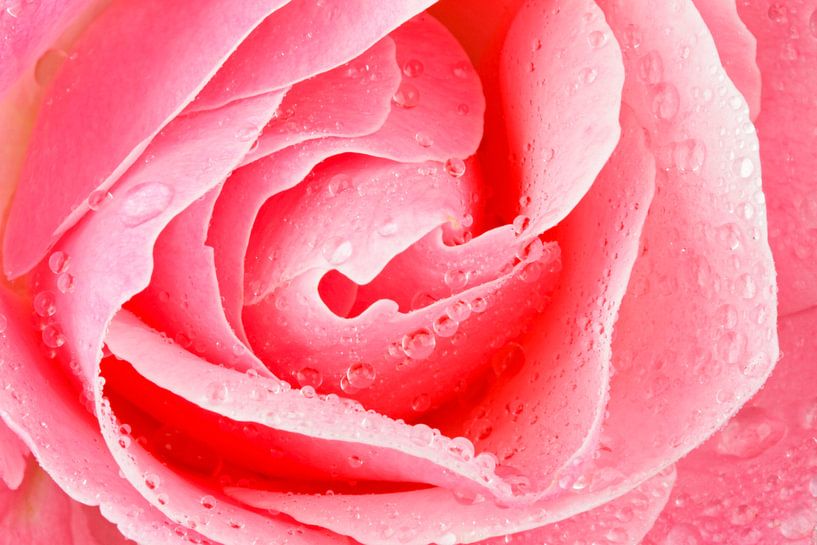 Roze bloeiende  roos met waterdruppels close up van Eye on You