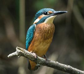 Jonge ijsvogel in de Bekendelle Winterswijk Holland van Robbie Nijman