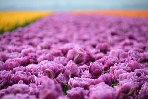 Champ de tulipes lilas