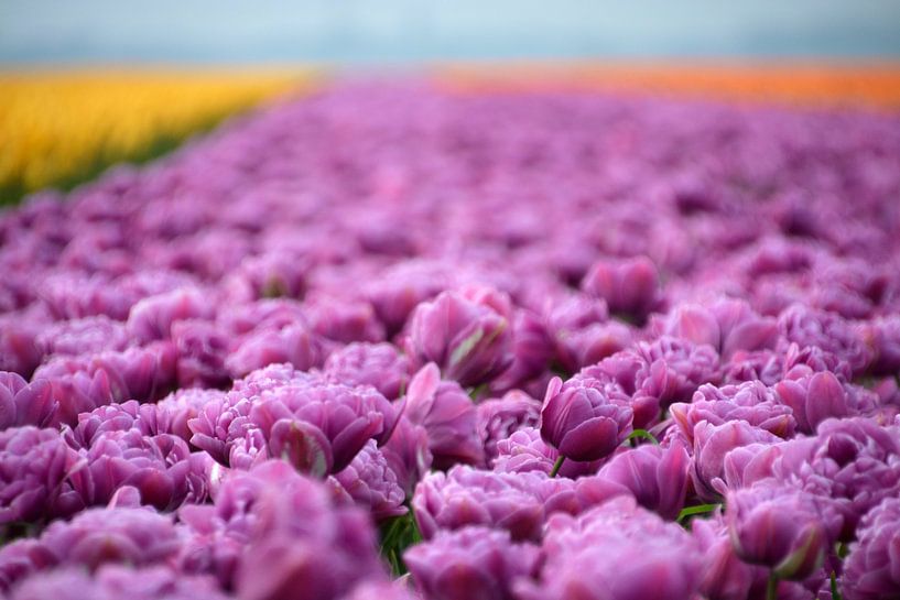 Champ de tulipes lilas par FotoGraaG Hanneke