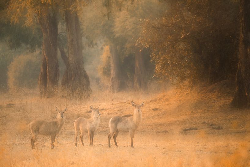 In the fairytale forest by Loulou Beavers