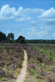 Singletrack over de hei van Gerard de Zwaan