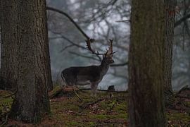 Wo der Wald still wird von Franziska Schwerte