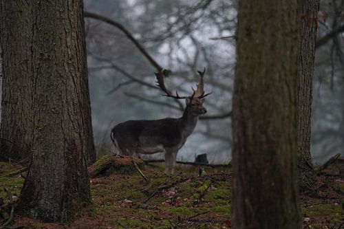 Where the forest grows quiet