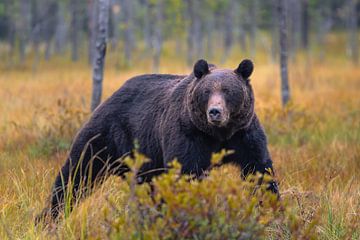 Bruine beer in Finland van Tim Vrijlandt