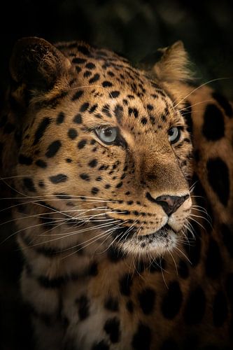 Profil latéral d'un léopard de l'Amour