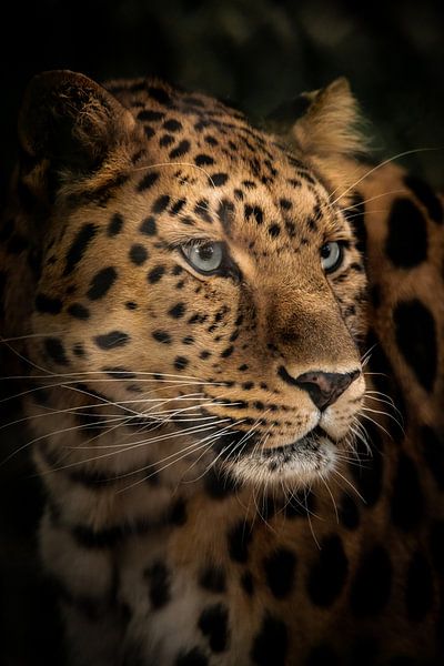 A side profile of an Amur leopard by Design Wall Arts