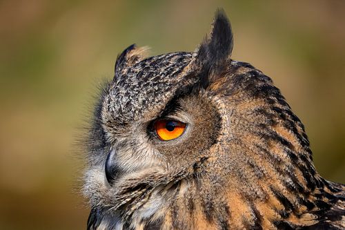 Der Uhu: kraftvoll und bezaubernd