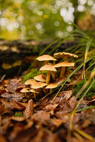 Versteckt im Waldlicht