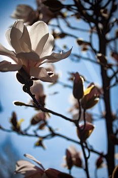 Sierlijke magnolia