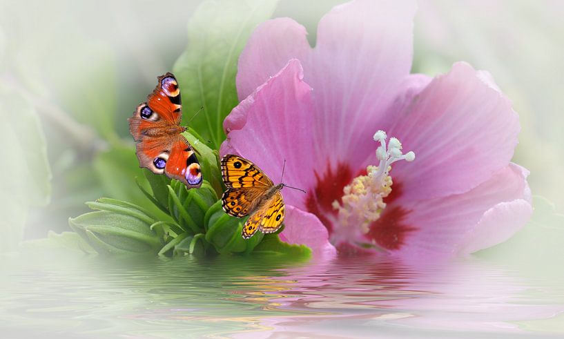 Traum by Dieter Beselt